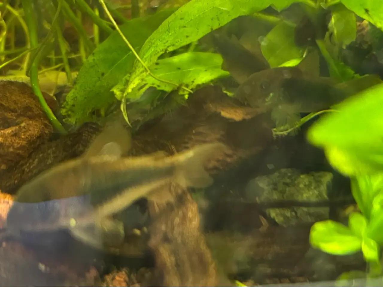 Billede 5 - 🐟 Kobber pansermaller 3-4 cm  | Afhentes i Viby J
