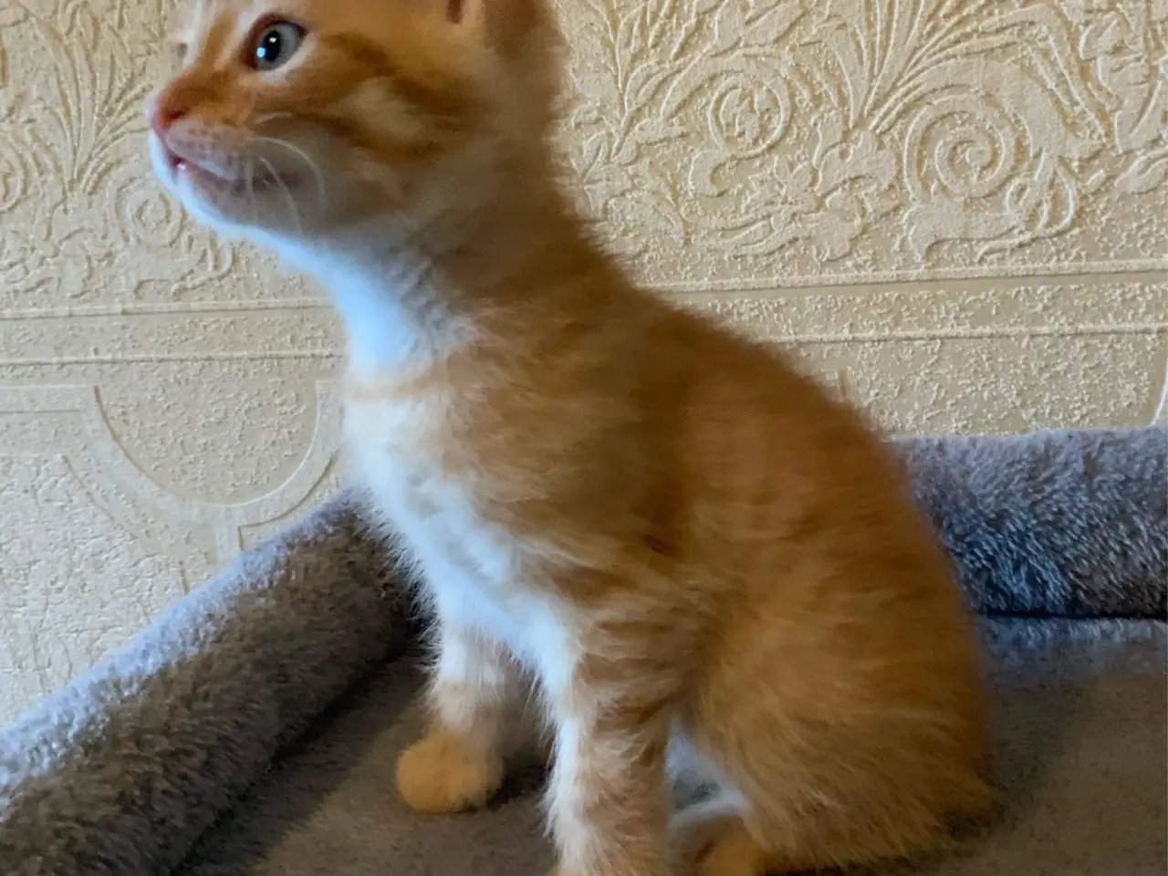 Billede 5 - 25 % mainecoon killinger
