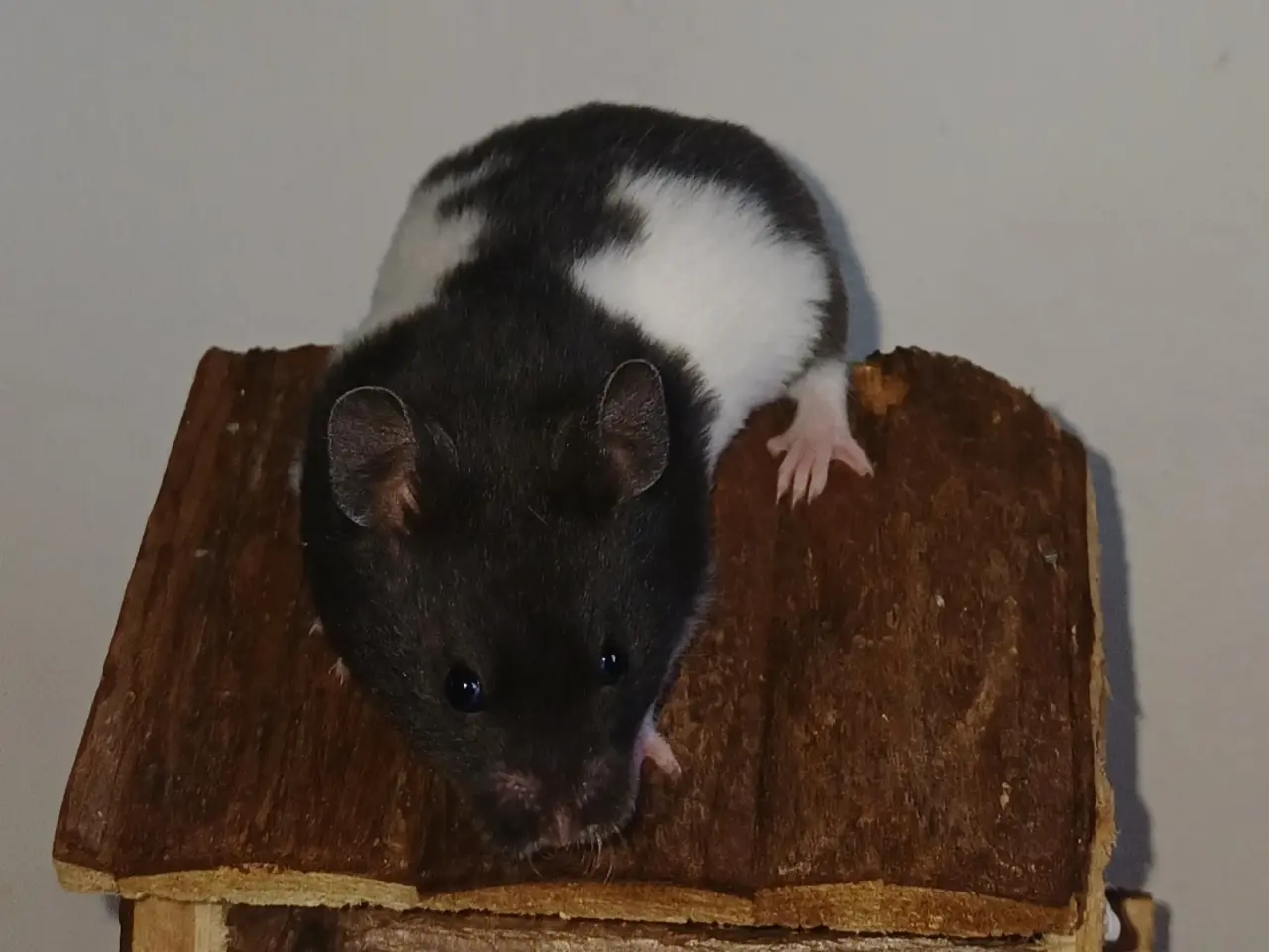 Billede 1 - Guldhamster unger (korthårede)