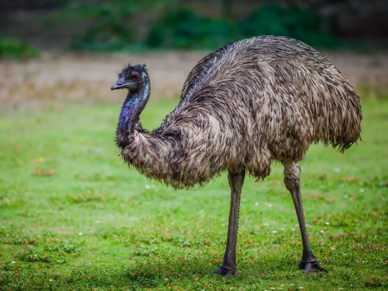 Billede 1 - Emu sælges