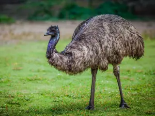 Emu sælges