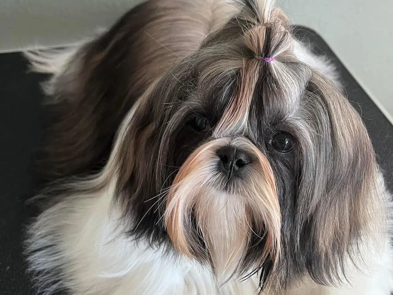 Billede 17 - Shih Tzu hvalpe