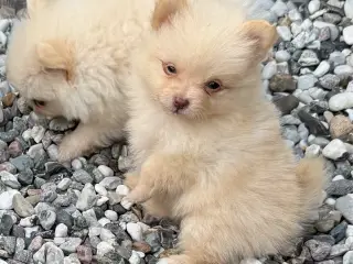 Pomeranian