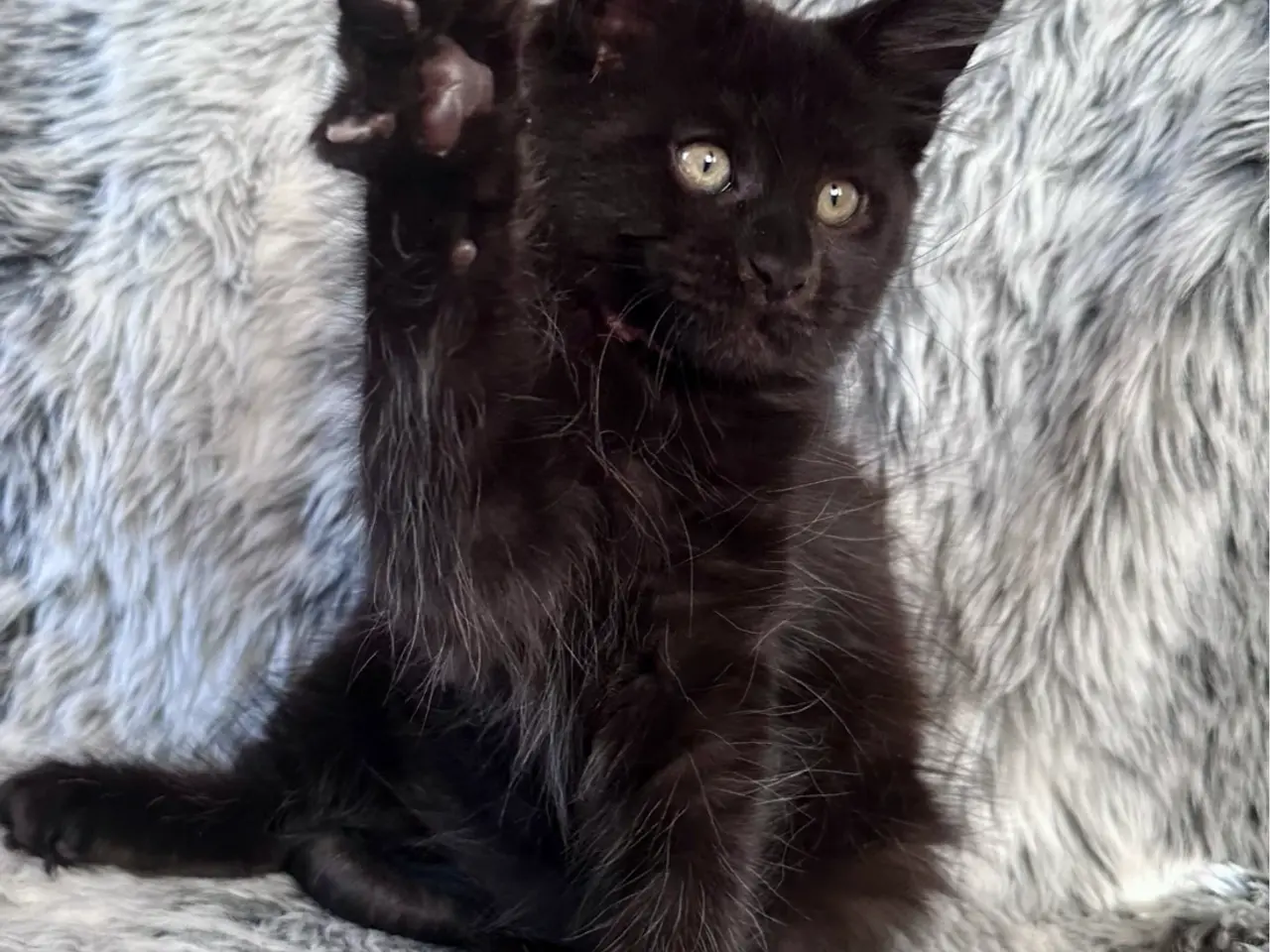 Billede 1 - 🖤 Dulce – Maine Coon pige med stamtavle