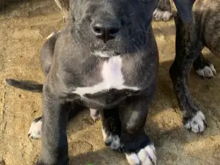 Presa canario / Cane Corso hvalpe - 2