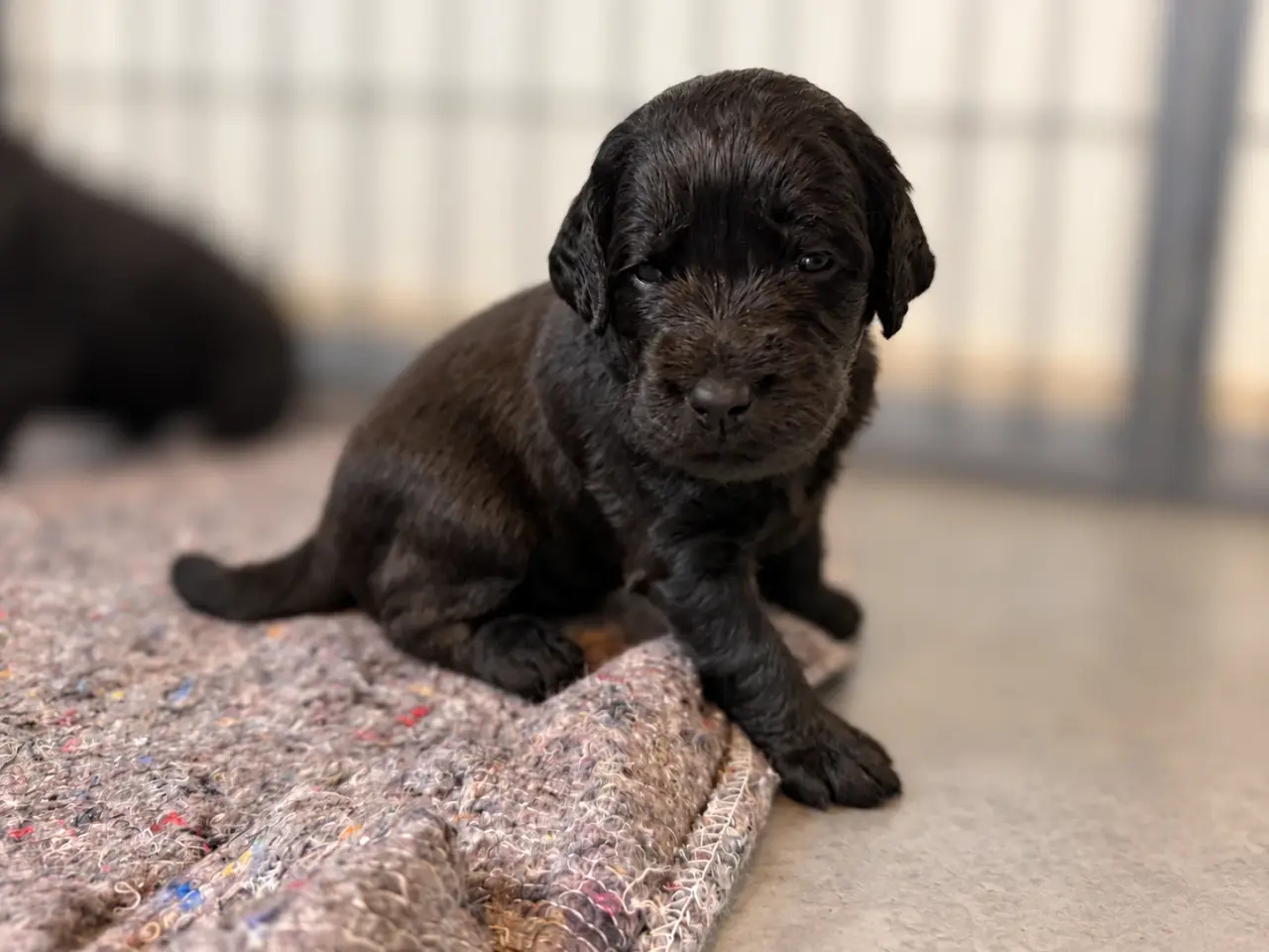Billede 2 - Skønne labradoodle hvalpe 
