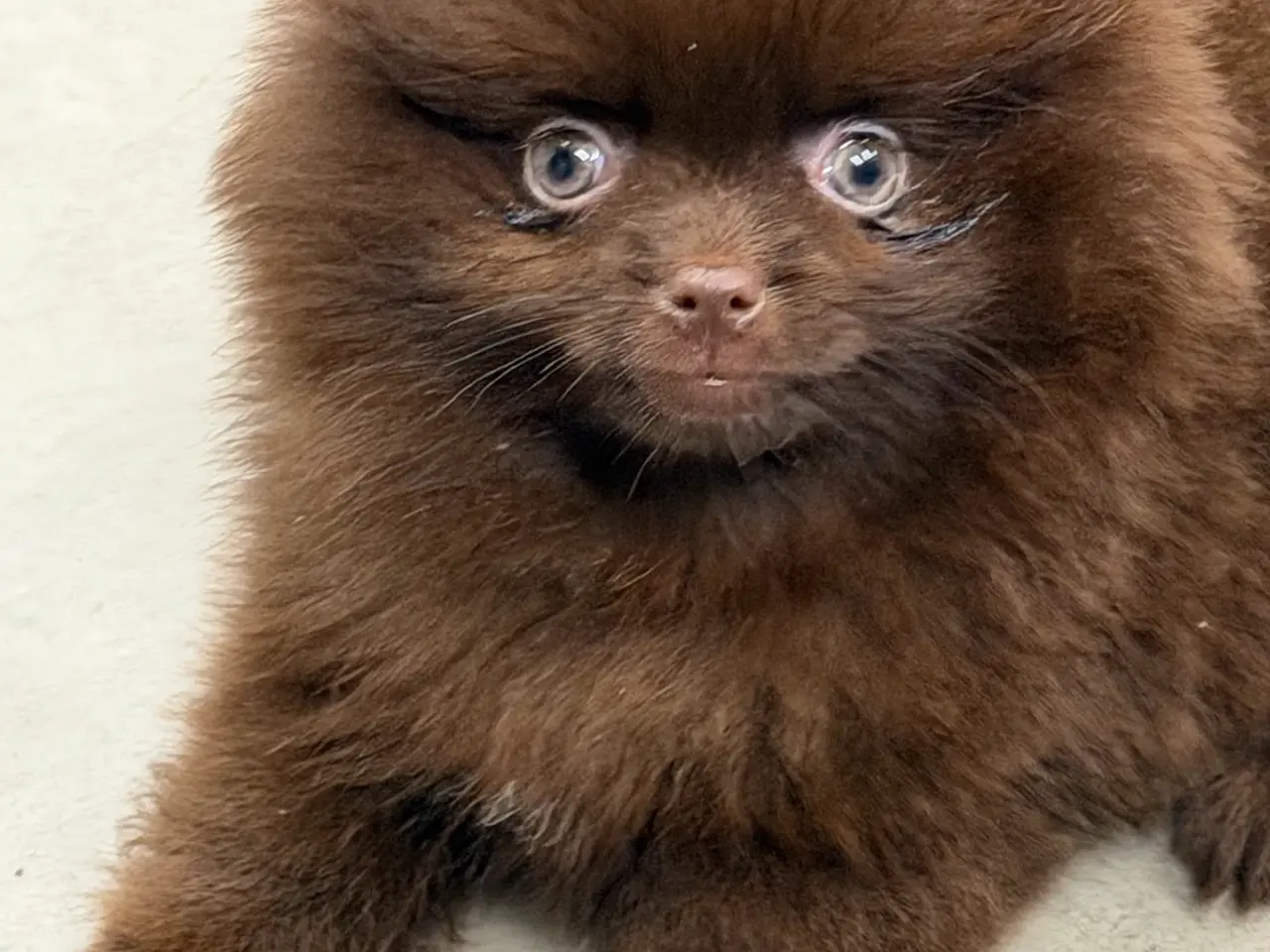 Billede 14 - 🐾💙 3 SMUKKE POMERANIA-DRENGE 💙🐾