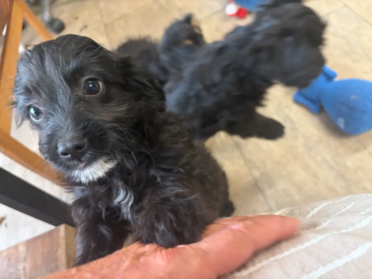 Billede 15 - Små virkelig fine mini Cavapoo babyer