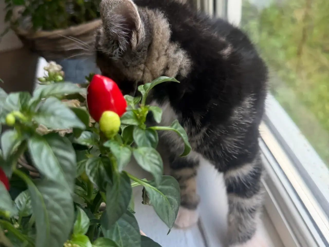 Billede 6 - 🐱 Sød hunkilling søger nyt hjem 🏡❤️