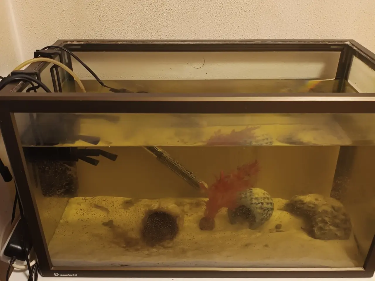 Billede 1 - Akvarie+fisk 