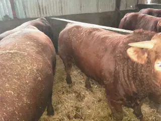 Købes kødkvægskalve
