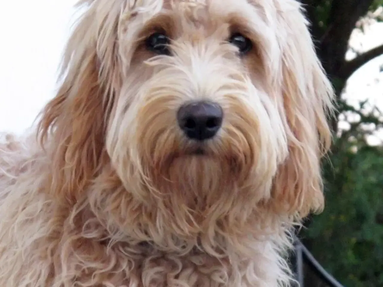 Billede 1 - Doodler Goldendooler Dooodledoodle