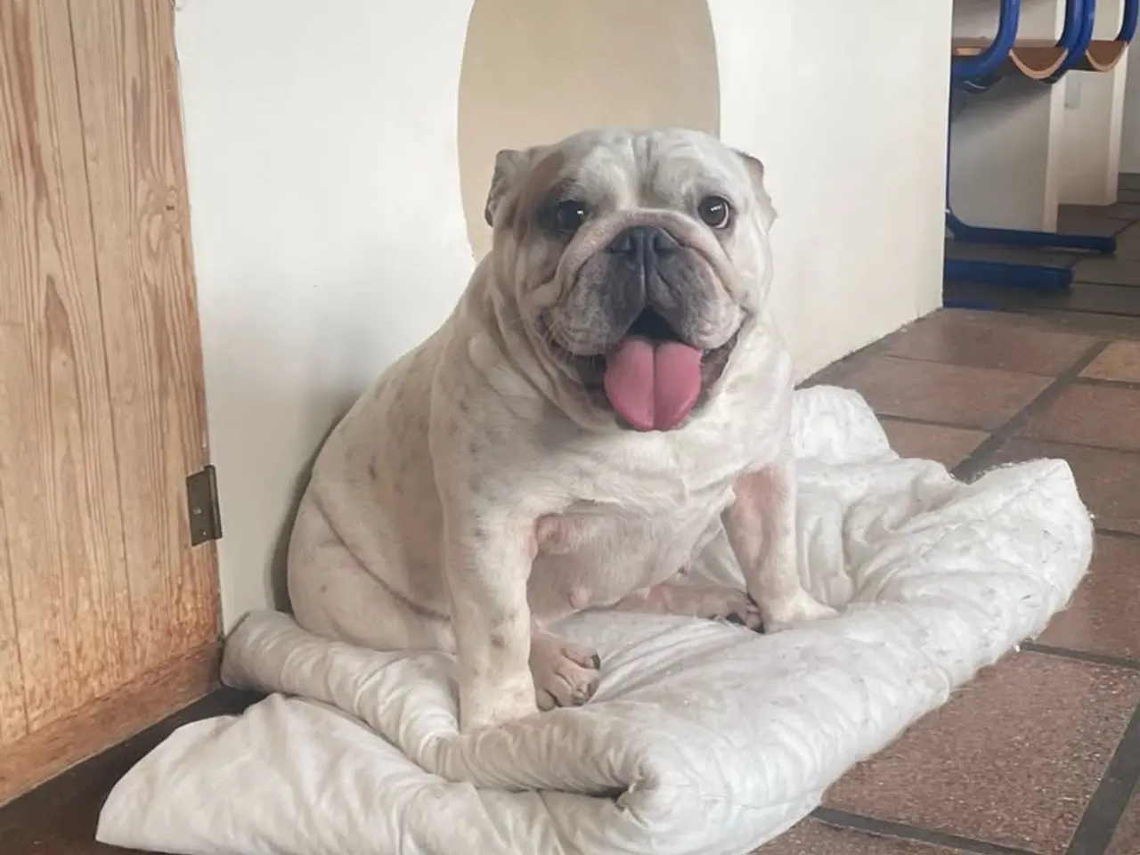 Billede 1 - Smukke Engelsk Bulldog 