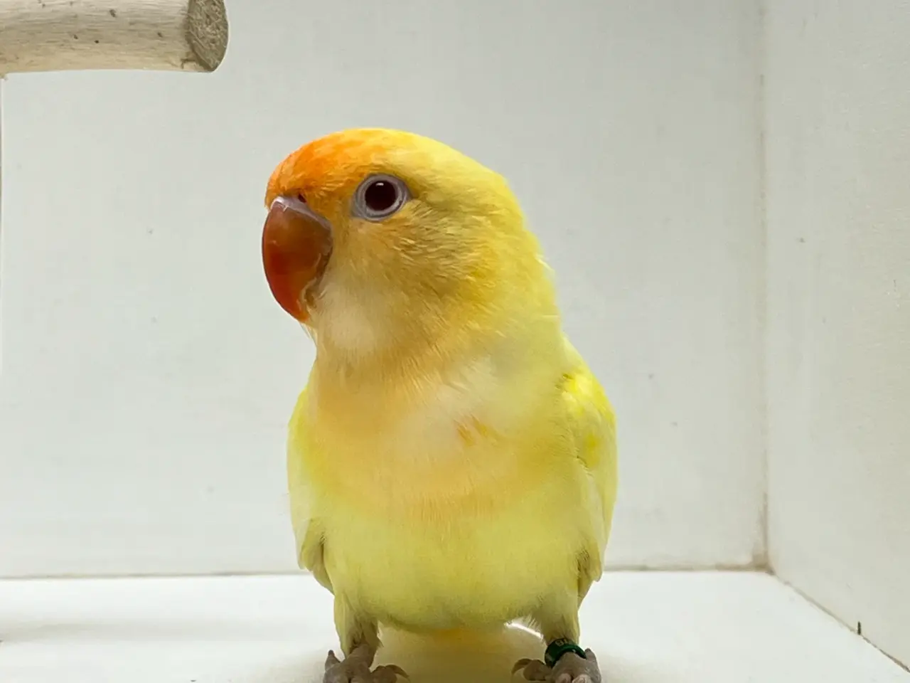 Billede 5 - Creamino dværgpapegøje
