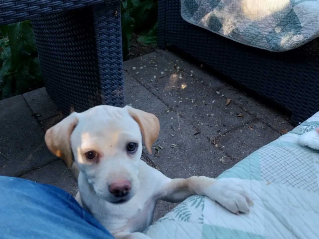 Billede 2 - Mops/Dansk svensk gårdhund blanding