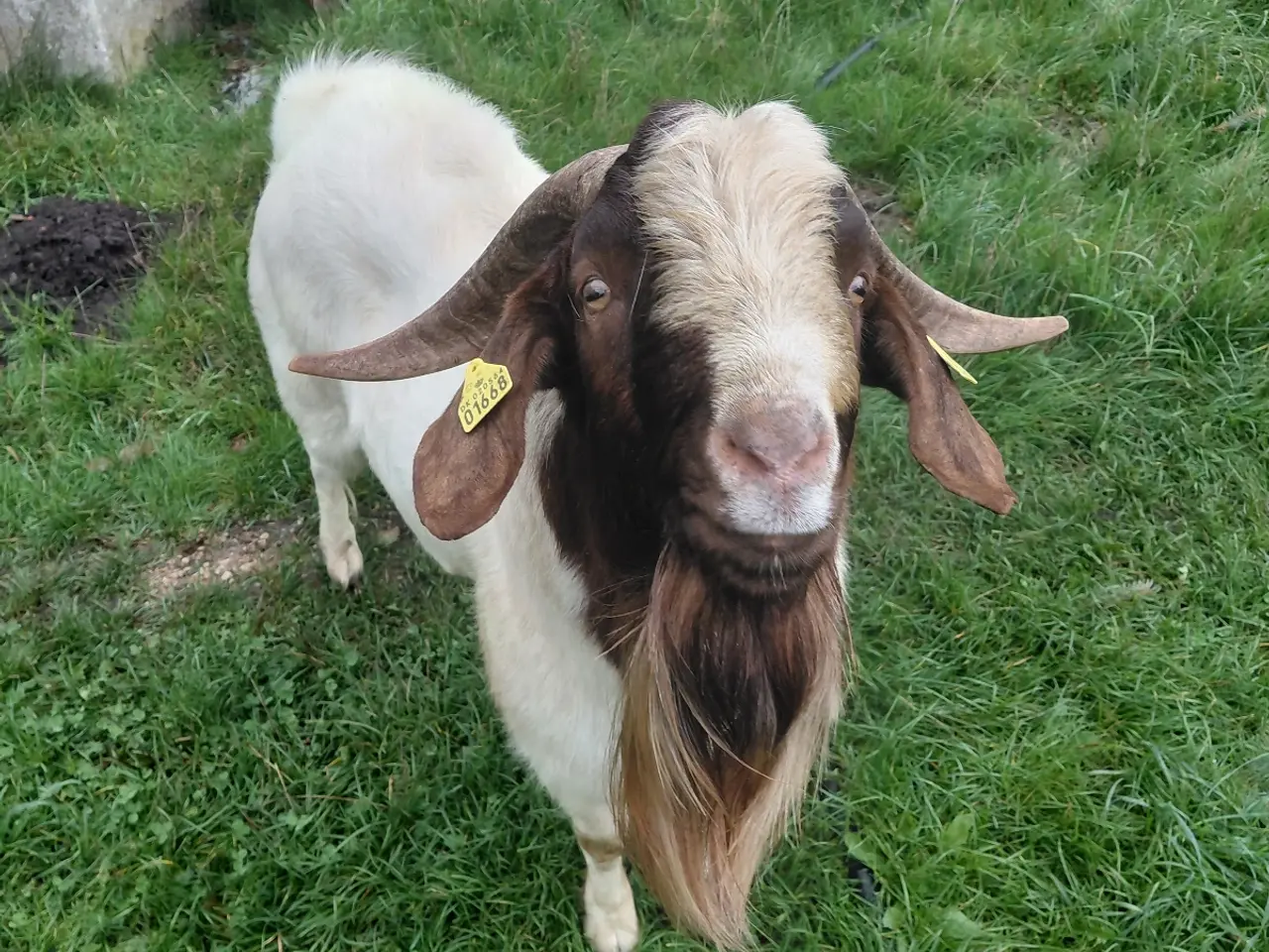 Billede 3 - Anton daglig fyr vand til mennesker