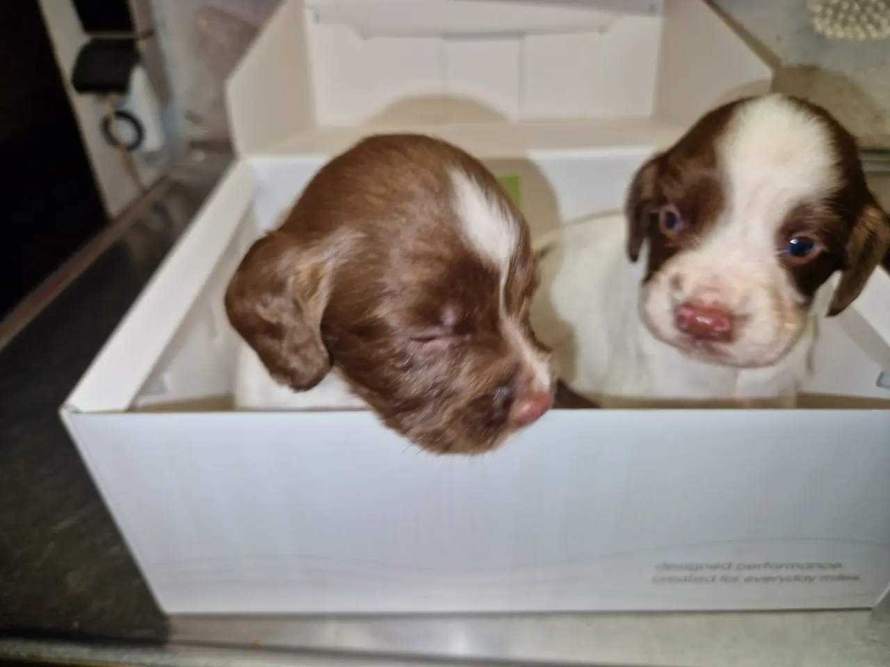 Billede 1 - F.T.Springer spaniel til salg.