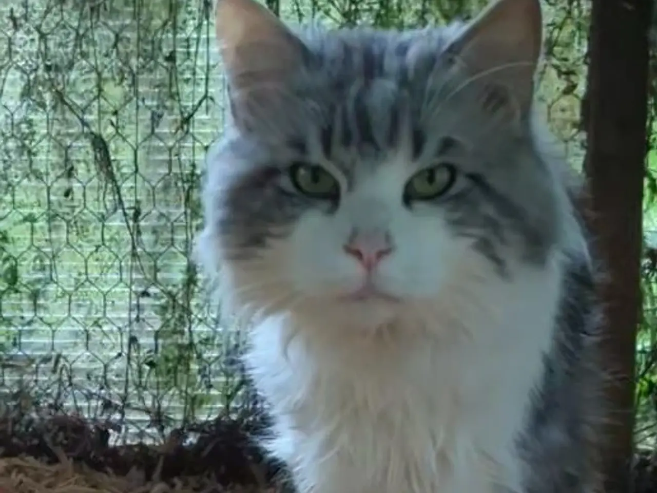 Billede 2 - En voksen Maine coon han