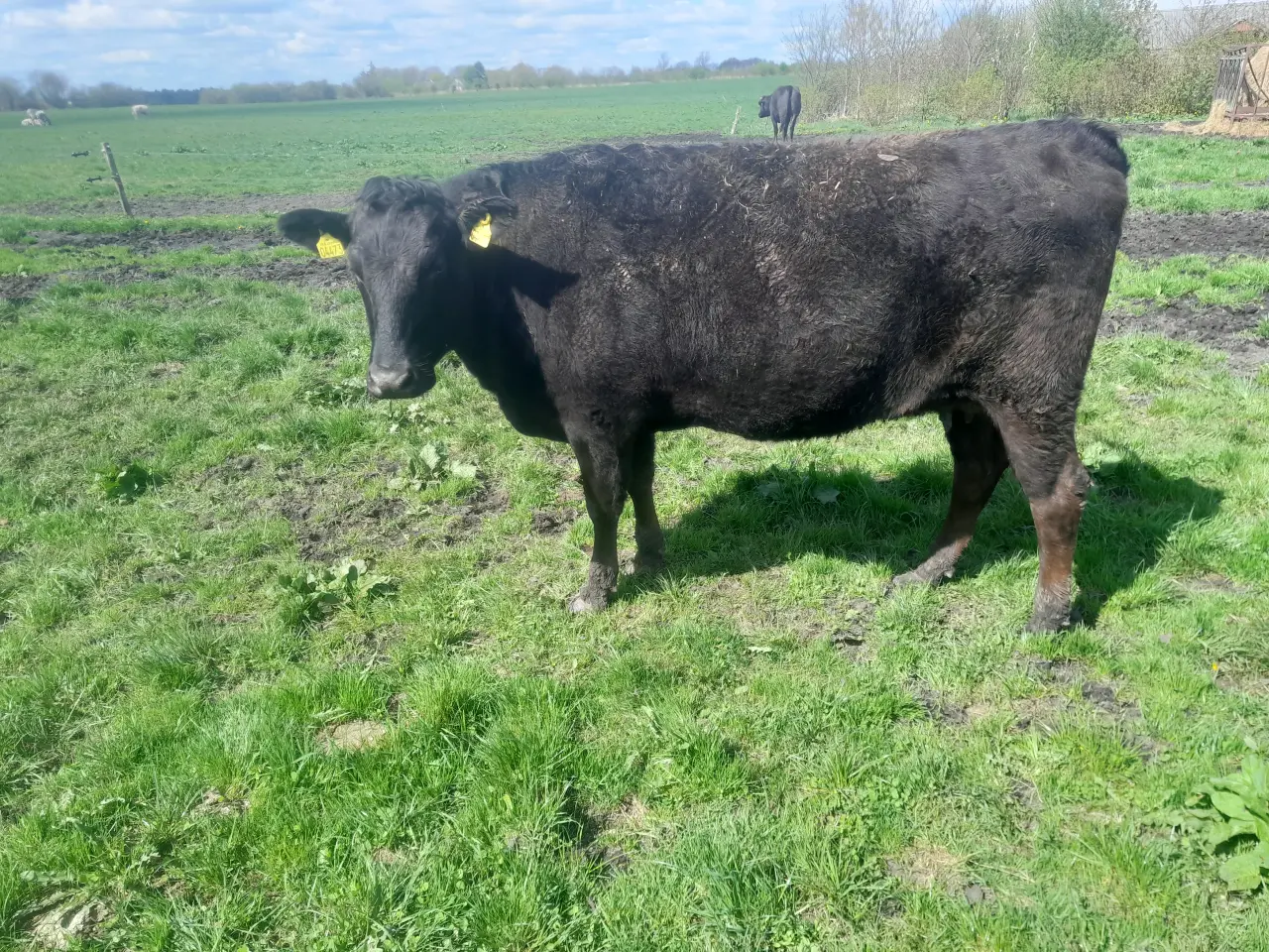 Billede 2 - Wagyu i alle aldre.