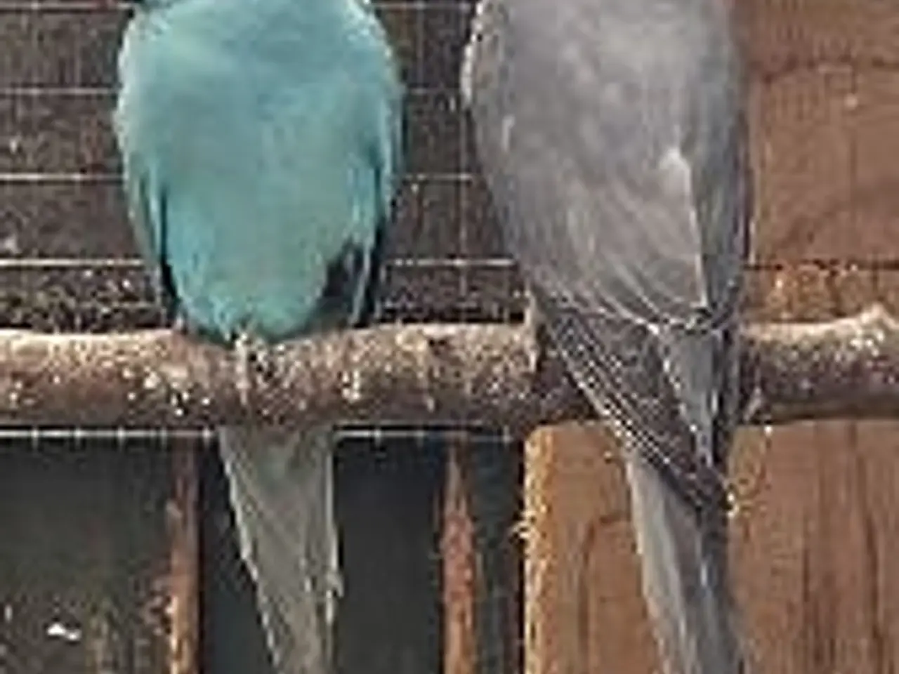 Billede 5 - Alexanderparakitter i forskellige mutationer