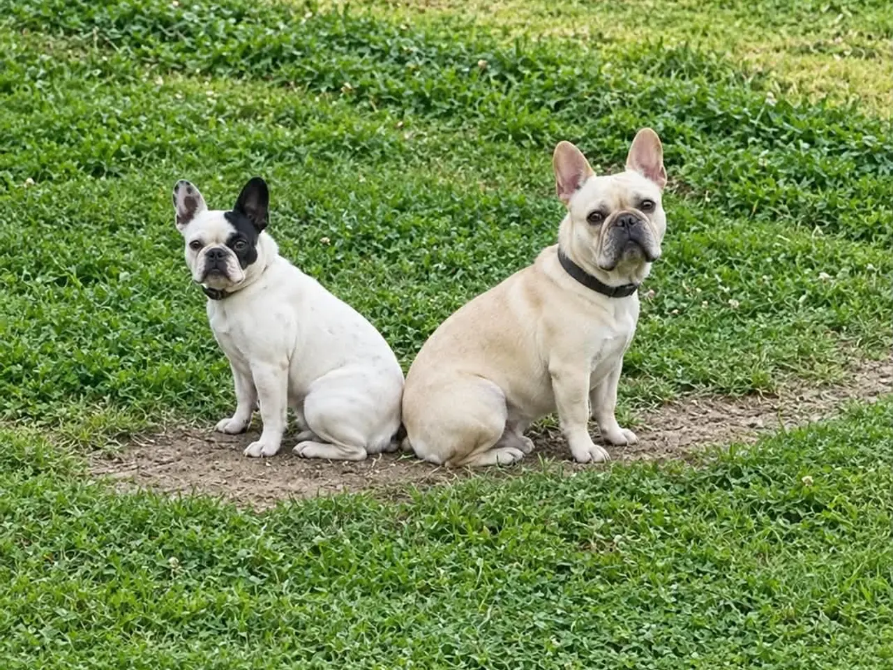 Billede 1 - Fransk bulldog hvalpe.