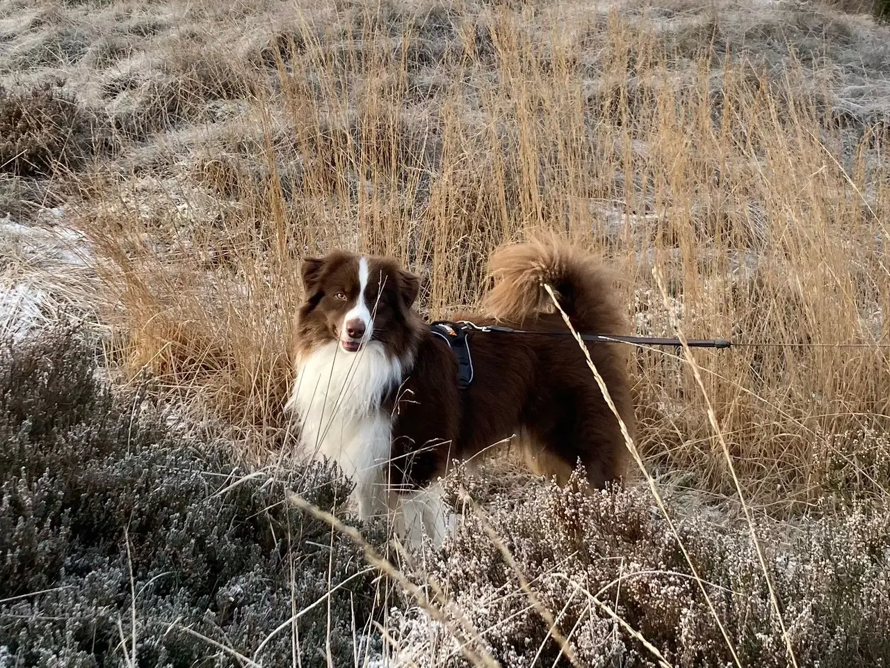 Billede 9 - Miniature American Shepherd hvalpe 