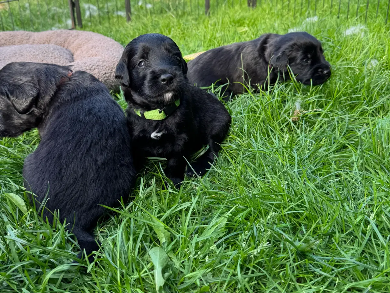 Billede 14 - God retriever/doodle-mix bamser