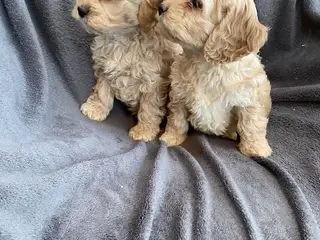 Cocker Poo