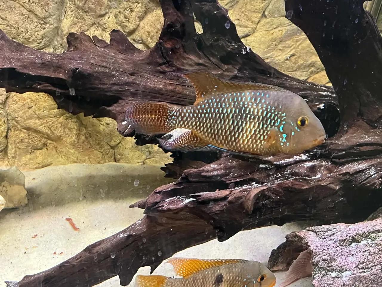 Billede 4 - **🐠 2 stk\. Perlemorscichlider – Geophagus sælges