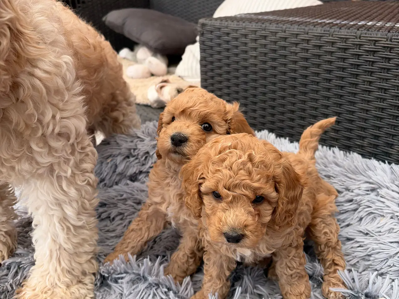 Billede 8 - 2 smukke Cavapoo drenge