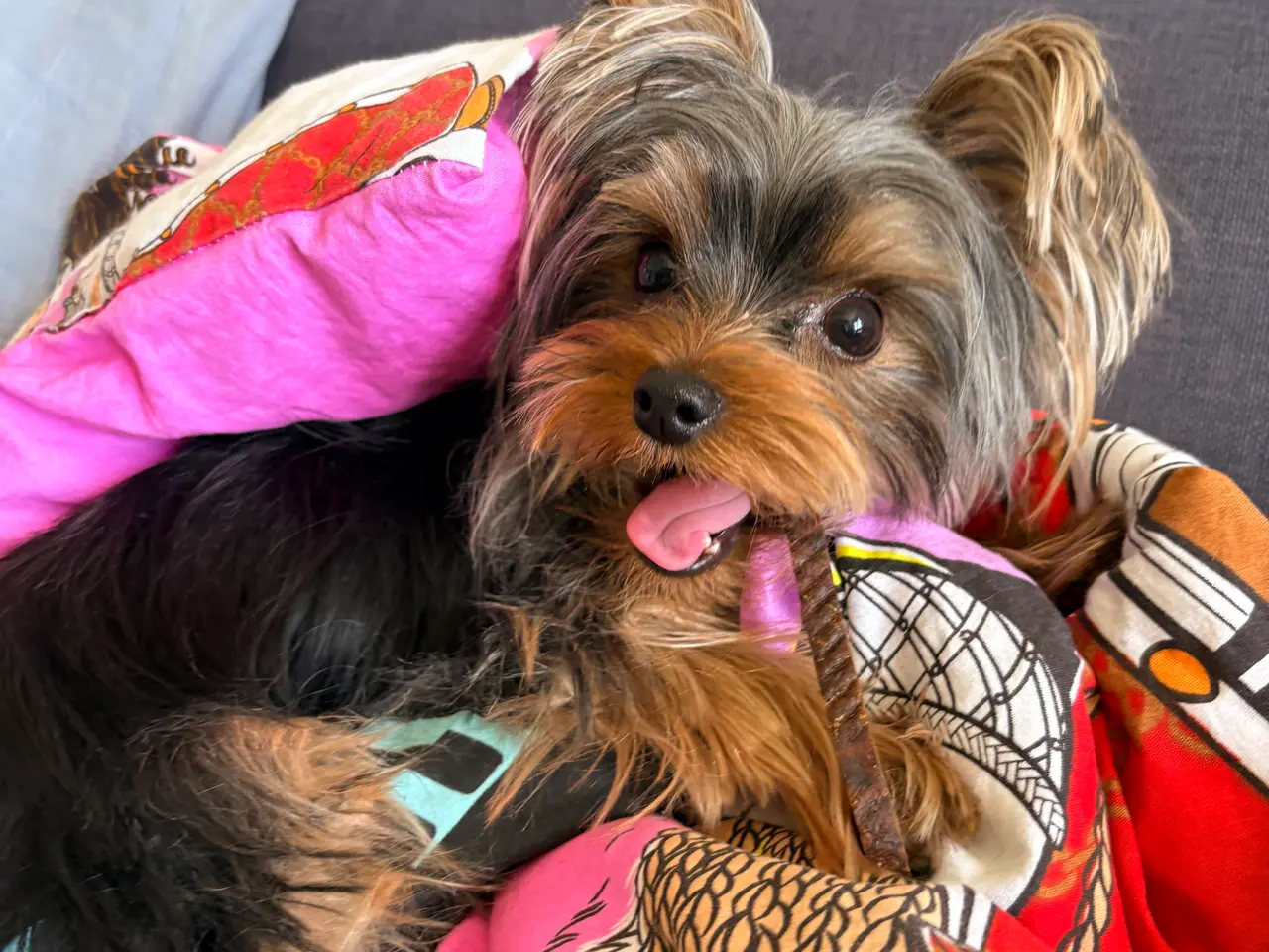 Billede 2 - Skøn og selskabelig Yorkshire Terrier på 11 mdr