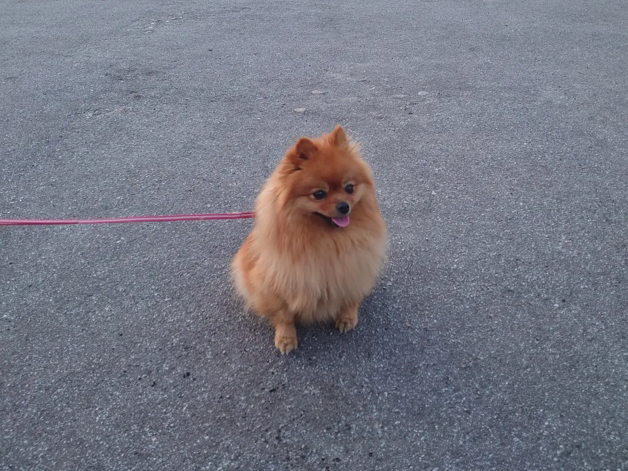 Billede 4 - Pomeranian til avl