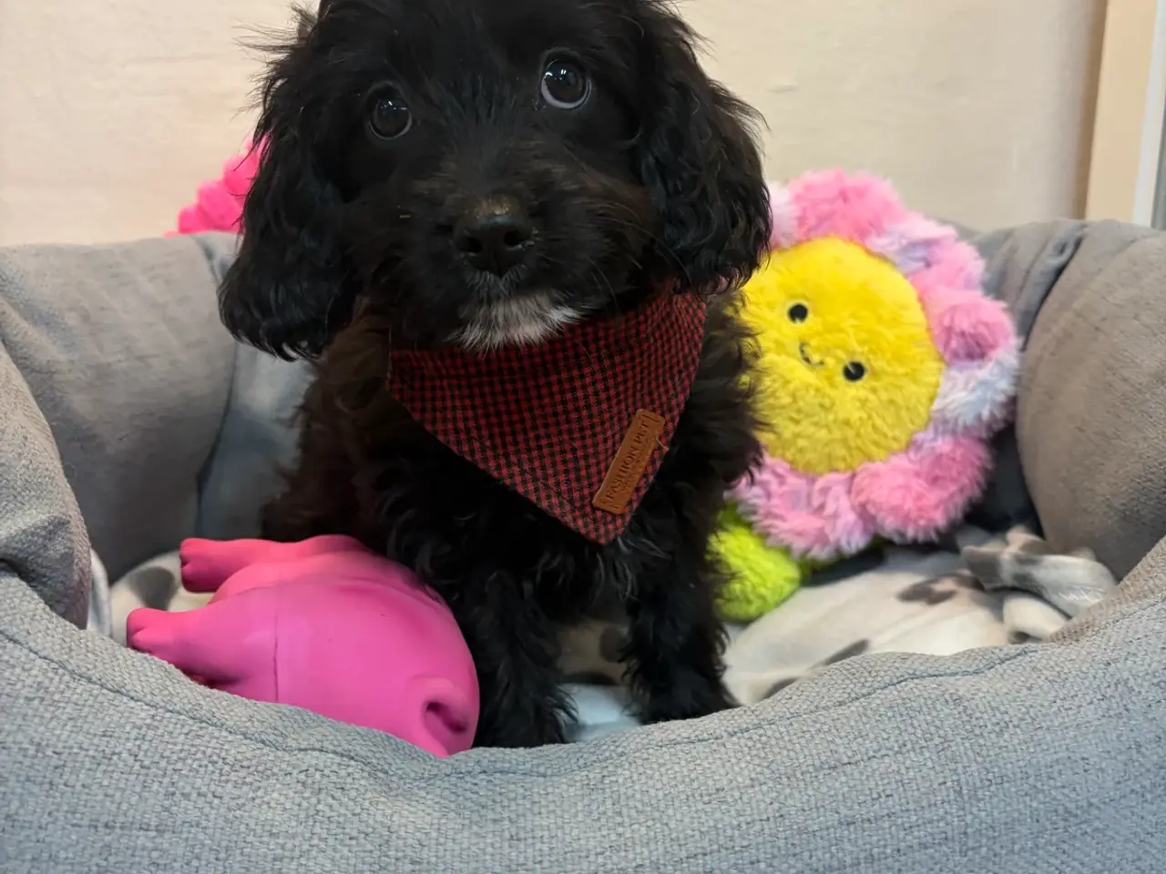 Billede 5 - Små virkelig fine mini Cavapoo babyer