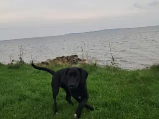 lækre golden retriever blandinger med Beagle