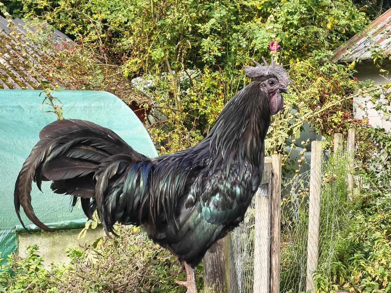 Billede 2 - Ayam Cemani hane