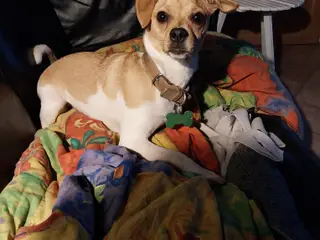 Nellie - mops/dansk svensk gårdhund søger nyt hjem