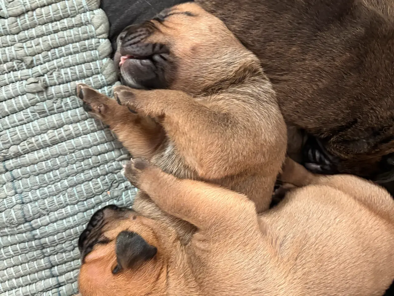 Billede 7 - Bullmastiff hvalpe