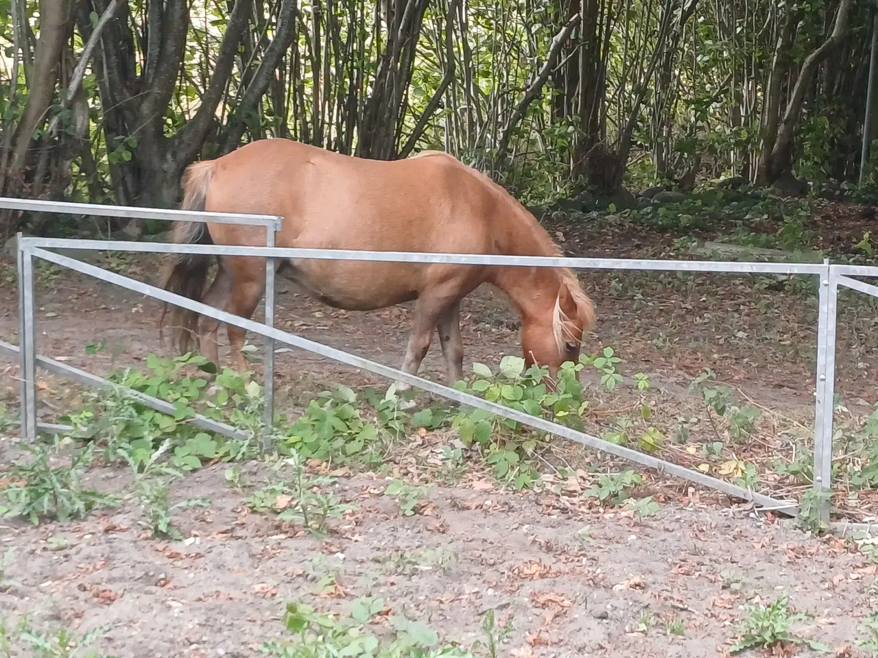 Billede 2 - Pony hoppe evt bytte med atv