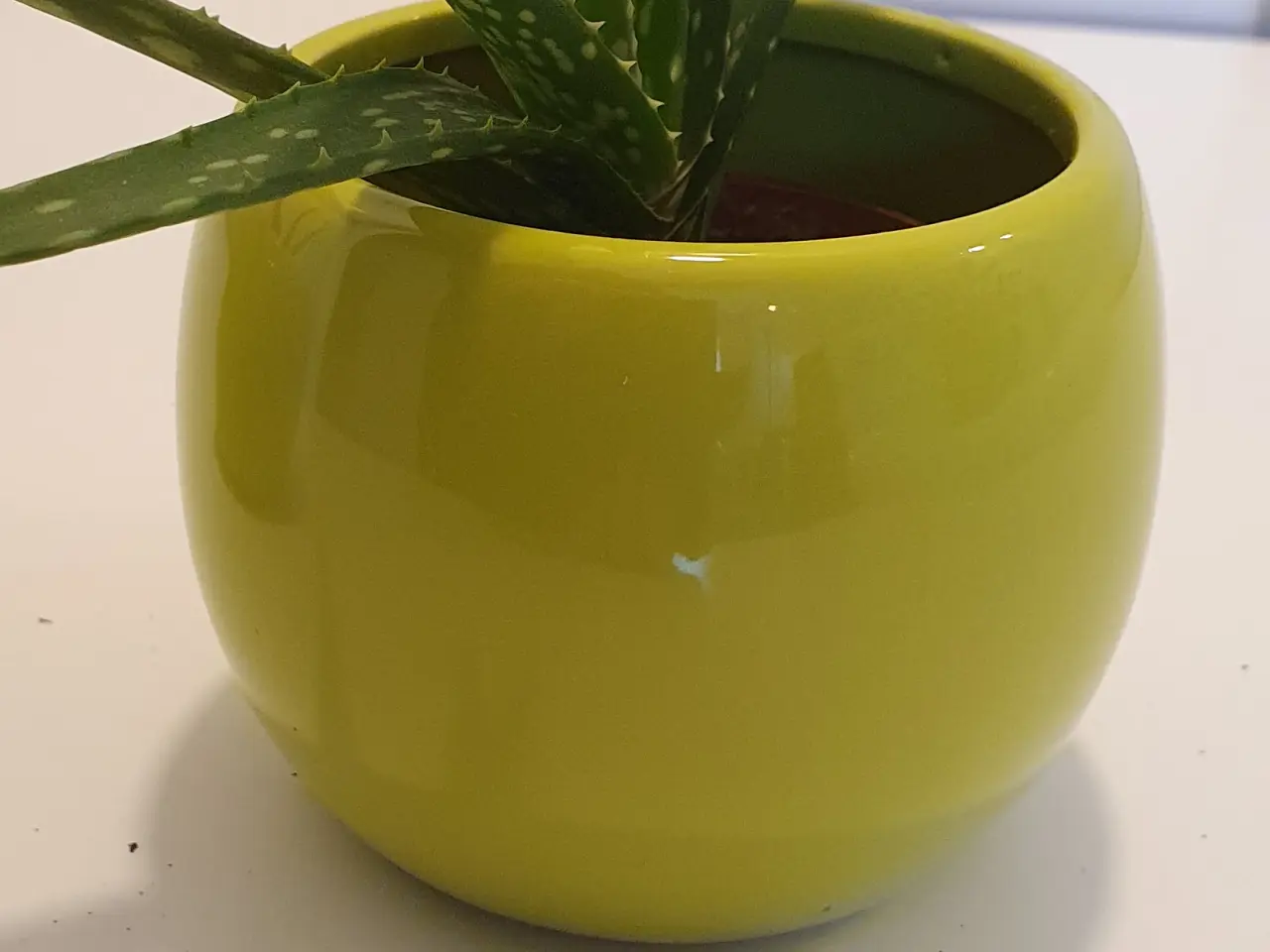 Billede 7 - stueplanter, grønne planter