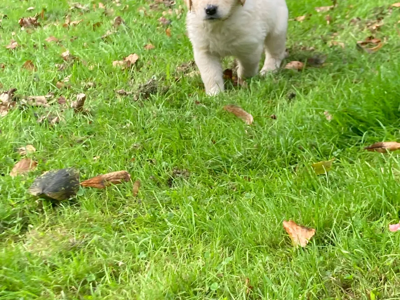 Billede 8 - Hvalpe, Golden retrievere