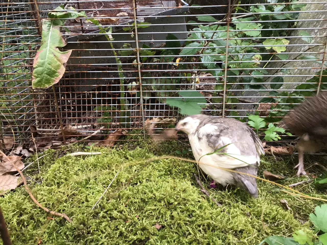 Billede 5 - Celadon vagtler