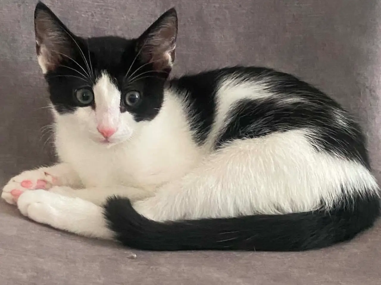 Billede 3 - 🐱 Søde og kærlige kattekillinger søger nyt hjem 