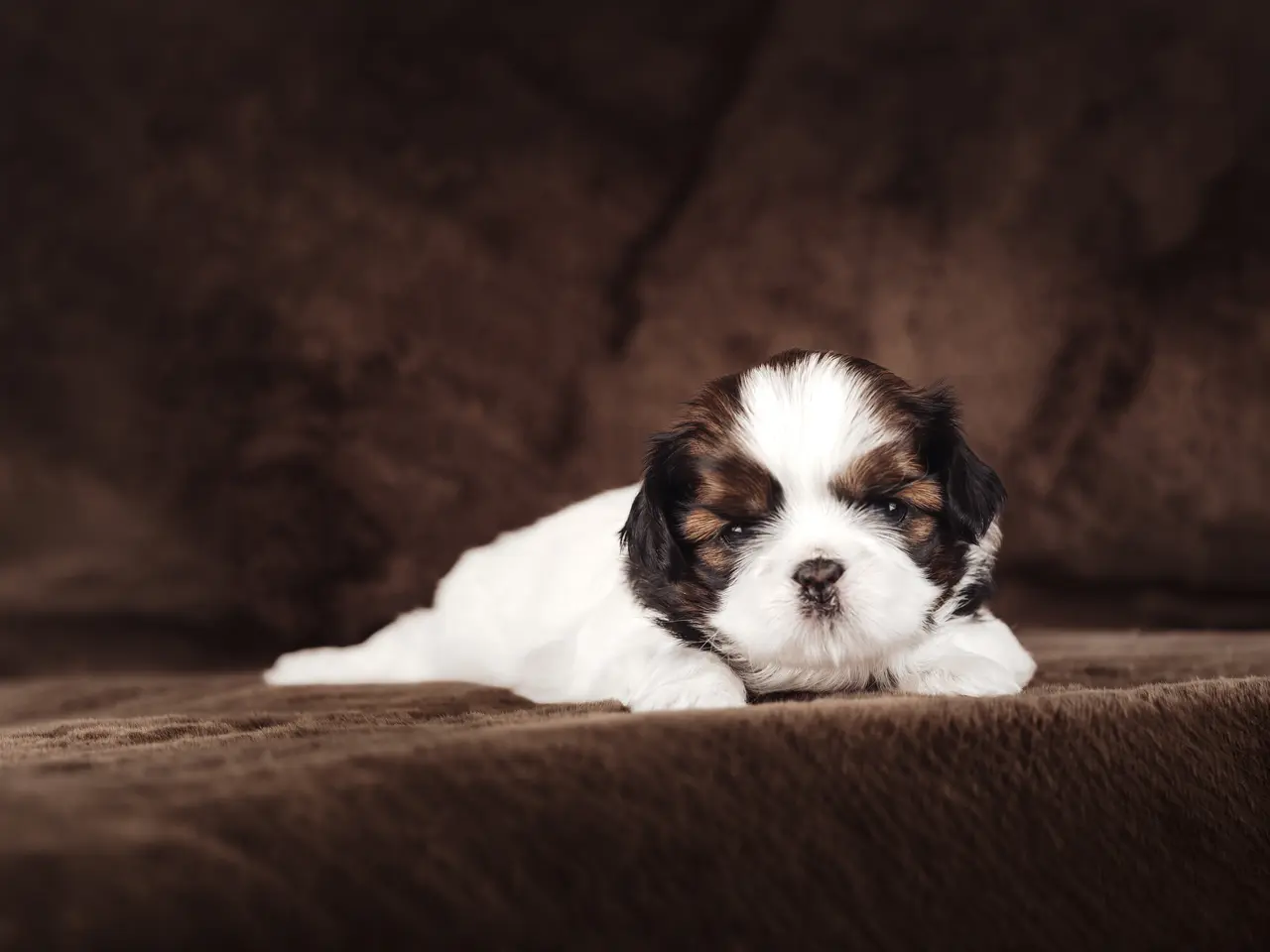 Billede 13 - Shih Tzu hundehvalpe søger nyt hjem (Tæver)