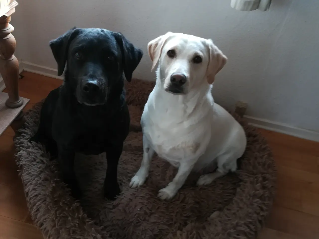 Billede 7 - Stueopdræt labrador både gule og sorte hanner 