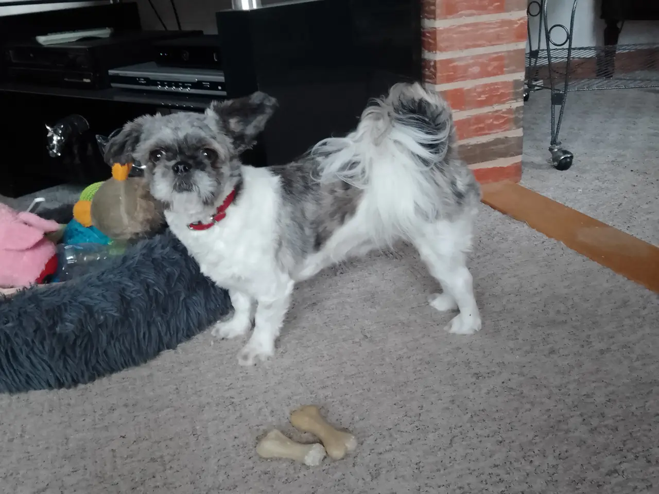 Billede 1 - Shih tzu