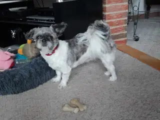 Shih tzu