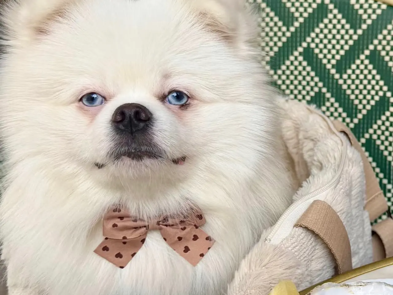 Billede 4 - Pomeranian parring 