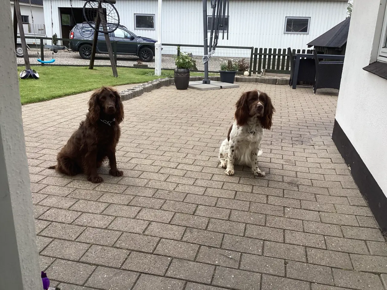 Billede 2 - FT Springer Spaniel/ Engelsk Springer Spaniel