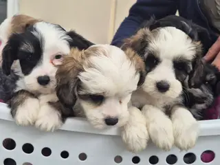 Hunde hvalpe