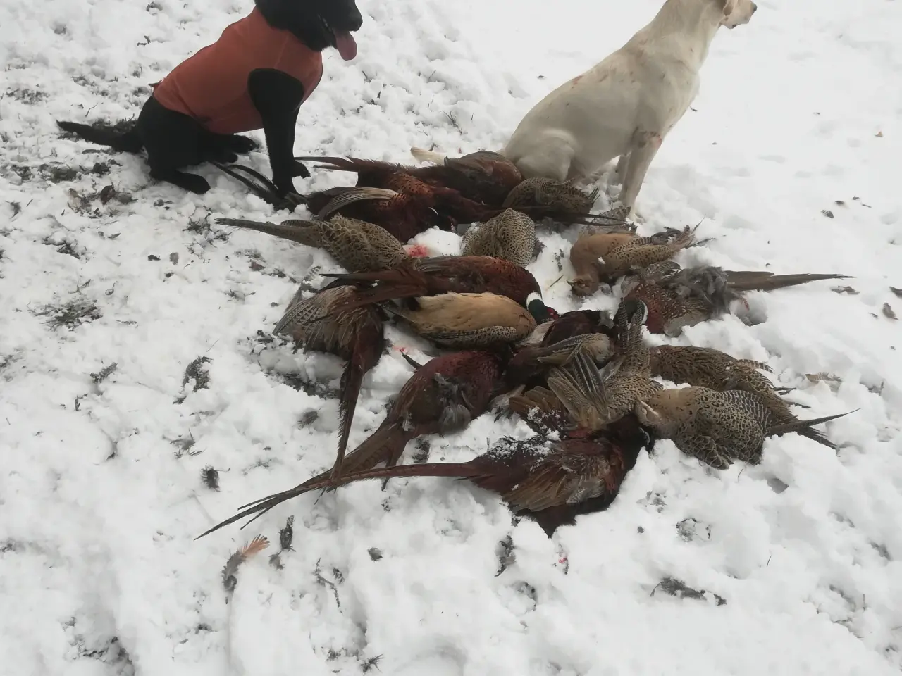 Billede 2 - Stueopdræt labrador både gule og sorte hanner 